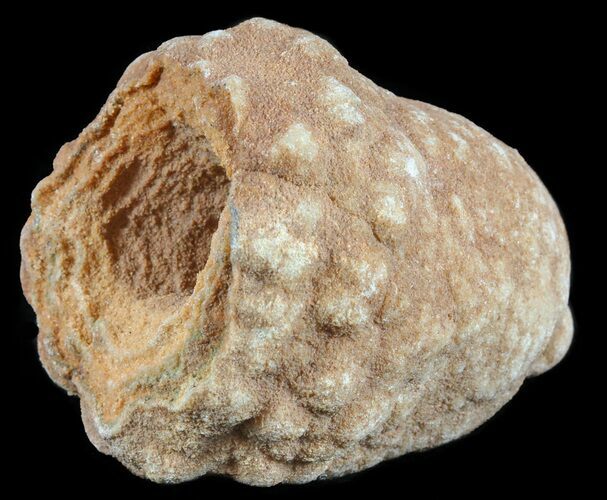Flower-Like Sandstone Concretion - Pseudo Stromatolite #62229